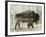 Camouflage Animals - Bison-Tania Bello-Framed Giclee Print