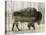 Camouflage Animals - Bison-Tania Bello-Stretched Canvas