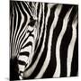 Camouflage I-Susann Parker-Mounted Photographic Print