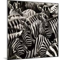 Camouflage II-Susann Parker-Mounted Photographic Print