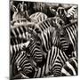 Camouflage II-Susann Parker-Mounted Premium Photographic Print