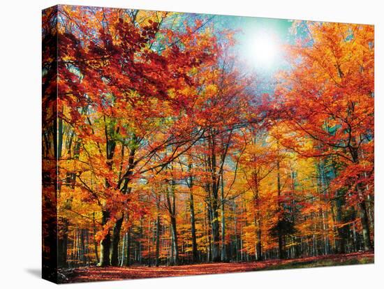 Camouflage-Philippe Sainte-Laudy-Stretched Canvas