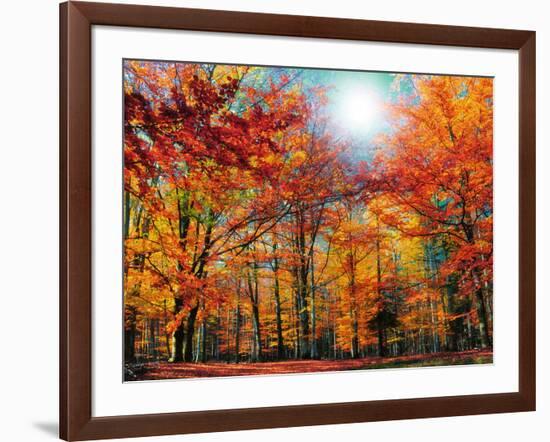 Camouflage-Philippe Sainte-Laudy-Framed Photographic Print