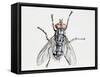 Camouflaged Flesh Fly (Sarcophaga Carnaria), Sarcophagidae-null-Framed Stretched Canvas