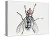 Camouflaged Flesh Fly (Sarcophaga Carnaria), Sarcophagidae-null-Stretched Canvas