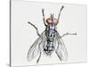 Camouflaged Flesh Fly (Sarcophaga Carnaria), Sarcophagidae-null-Stretched Canvas