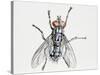 Camouflaged Flesh Fly (Sarcophaga Carnaria), Sarcophagidae-null-Stretched Canvas