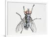 Camouflaged Flesh Fly (Sarcophaga Carnaria), Sarcophagidae-null-Framed Giclee Print