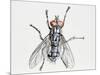 Camouflaged Flesh Fly (Sarcophaga Carnaria), Sarcophagidae-null-Mounted Giclee Print