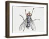 Camouflaged Flesh Fly (Sarcophaga Carnaria), Sarcophagidae-null-Framed Giclee Print