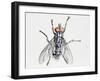 Camouflaged Flesh Fly (Sarcophaga Carnaria), Sarcophagidae-null-Framed Giclee Print