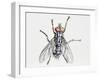 Camouflaged Flesh Fly (Sarcophaga Carnaria), Sarcophagidae-null-Framed Giclee Print