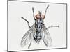 Camouflaged Flesh Fly (Sarcophaga Carnaria), Sarcophagidae-null-Mounted Giclee Print