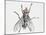 Camouflaged Flesh Fly (Sarcophaga Carnaria), Sarcophagidae-null-Mounted Giclee Print