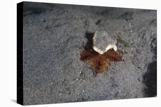 Camouflaged Sea Urchin, Dominica, West Indies, Caribbean, Central America-Lisa Collins-Stretched Canvas