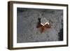 Camouflaged Sea Urchin, Dominica, West Indies, Caribbean, Central America-Lisa Collins-Framed Photographic Print