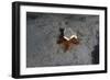 Camouflaged Sea Urchin, Dominica, West Indies, Caribbean, Central America-Lisa Collins-Framed Photographic Print