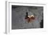 Camouflaged Sea Urchin, Dominica, West Indies, Caribbean, Central America-Lisa Collins-Framed Photographic Print