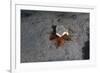 Camouflaged Sea Urchin, Dominica, West Indies, Caribbean, Central America-Lisa Collins-Framed Photographic Print