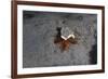 Camouflaged Sea Urchin, Dominica, West Indies, Caribbean, Central America-Lisa Collins-Framed Photographic Print