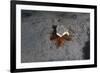 Camouflaged Sea Urchin, Dominica, West Indies, Caribbean, Central America-Lisa Collins-Framed Photographic Print