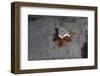 Camouflaged Sea Urchin, Dominica, West Indies, Caribbean, Central America-Lisa Collins-Framed Photographic Print