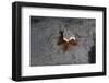 Camouflaged Sea Urchin, Dominica, West Indies, Caribbean, Central America-Lisa Collins-Framed Photographic Print