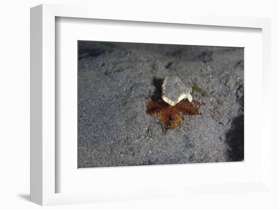 Camouflaged Sea Urchin, Dominica, West Indies, Caribbean, Central America-Lisa Collins-Framed Photographic Print