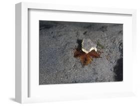 Camouflaged Sea Urchin, Dominica, West Indies, Caribbean, Central America-Lisa Collins-Framed Photographic Print