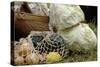 Camp Food at a Reenactment on the Yorktown Battlefield, Virginia-null-Stretched Canvas