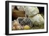 Camp Food at a Reenactment on the Yorktown Battlefield, Virginia-null-Framed Giclee Print