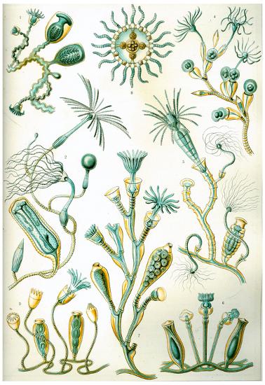 Poster, , large