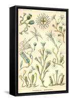 Campanariae-Ernst Haeckel-Framed Stretched Canvas