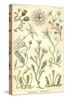 Campanariae-Ernst Haeckel-Stretched Canvas