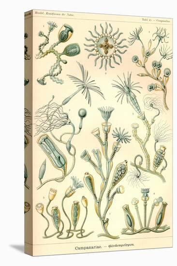 Campanariae-Ernst Haeckel-Stretched Canvas