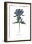 Campanula Bright-Wild Apple Portfolio-Framed Art Print