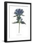 Campanula Bright-Wild Apple Portfolio-Framed Art Print