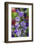 Campanula, Canterbury-Bells, USA-Lisa Engelbrecht-Framed Photographic Print