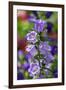 Campanula, Canterbury-Bells, USA-Lisa Engelbrecht-Framed Photographic Print