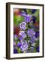 Campanula, Canterbury-Bells, USA-Lisa Engelbrecht-Framed Photographic Print