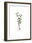 Campanula Erinus, Flora Graeca-Ferdinand Bauer-Framed Giclee Print