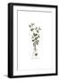 Campanula Erinus, Flora Graeca-Ferdinand Bauer-Framed Giclee Print