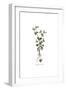 Campanula Erinus, Flora Graeca-Ferdinand Bauer-Framed Giclee Print