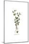 Campanula Erinus, Flora Graeca-Ferdinand Bauer-Mounted Giclee Print