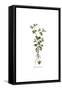 Campanula Erinus, Flora Graeca-Ferdinand Bauer-Framed Stretched Canvas