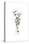 Campanula Erinus, Flora Graeca-Ferdinand Bauer-Stretched Canvas