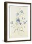 Campanula, from 'Choix Des Plus Belles Fleurs', 1827-33-Pierre-Joseph Redouté-Framed Giclee Print