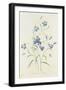 Campanula, from 'Choix Des Plus Belles Fleurs', 1827-33-Pierre-Joseph Redouté-Framed Giclee Print