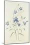 Campanula, from 'Choix Des Plus Belles Fleurs', 1827-33-Pierre-Joseph Redouté-Mounted Giclee Print