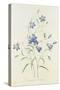 Campanula, from 'Choix Des Plus Belles Fleurs', 1827-33-Pierre-Joseph Redouté-Stretched Canvas